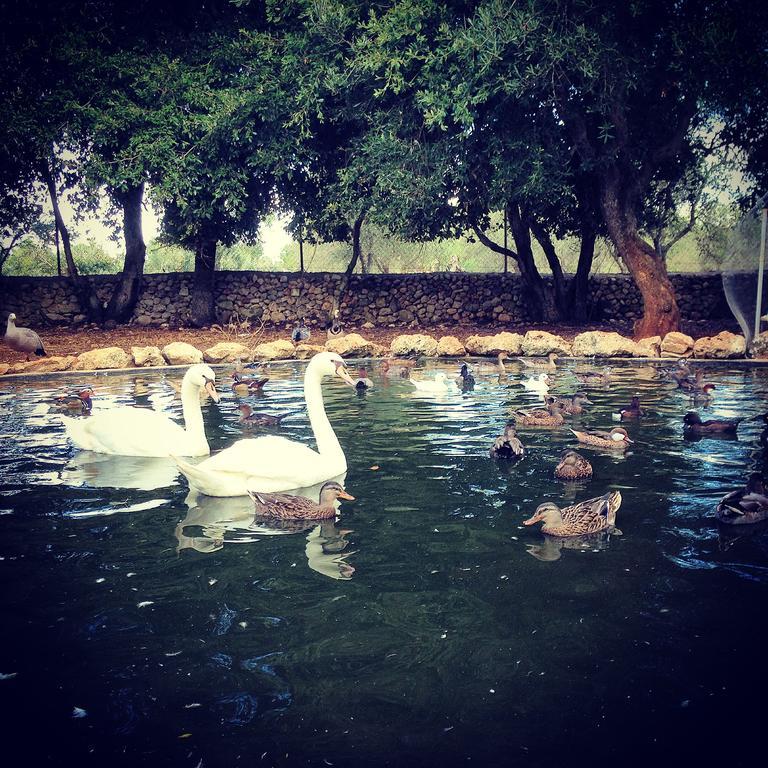 Agriturismo Tenuta Sant'Antonio Cerfignano Εξωτερικό φωτογραφία