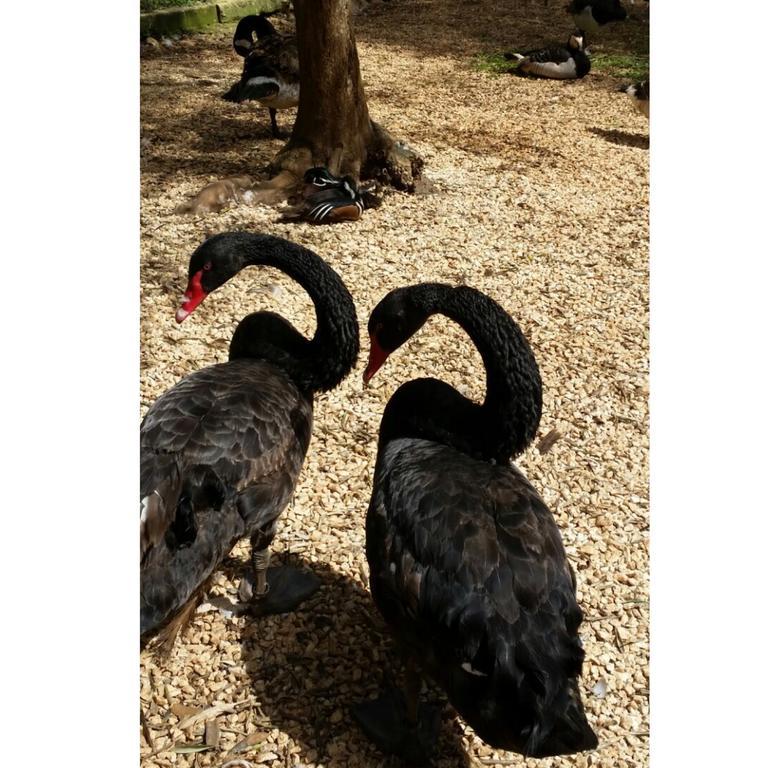 Agriturismo Tenuta Sant'Antonio Cerfignano Εξωτερικό φωτογραφία