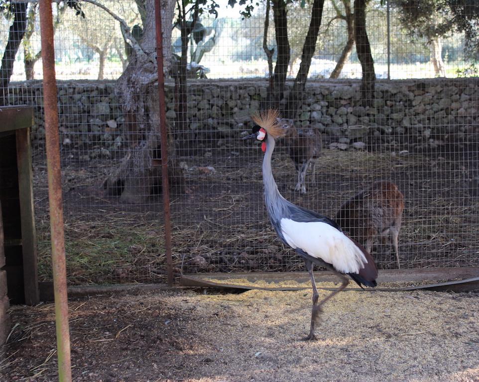 Agriturismo Tenuta Sant'Antonio Cerfignano Εξωτερικό φωτογραφία